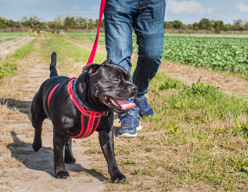 10 Non-Food Enrichment Activities to Try - Busy Dog